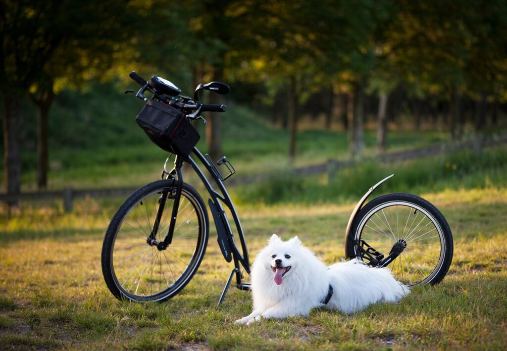dog, scooter, bicycle, animal, wheels, sport, motion for a resolution, pet, to twist, injury-free, damage, nature, outdoors, training, active, activity, step